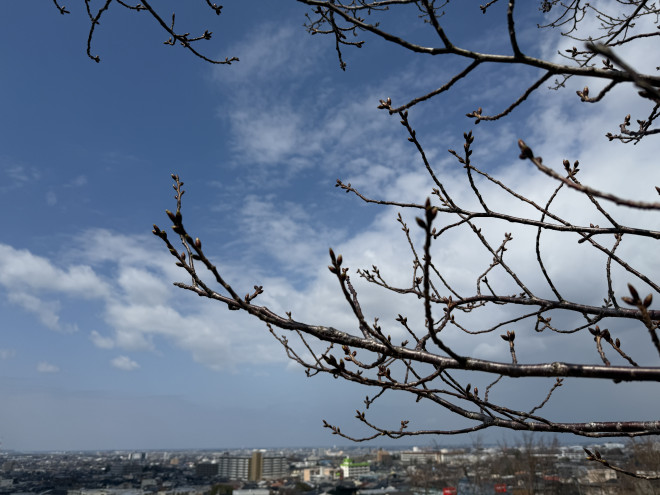 桜の蕾